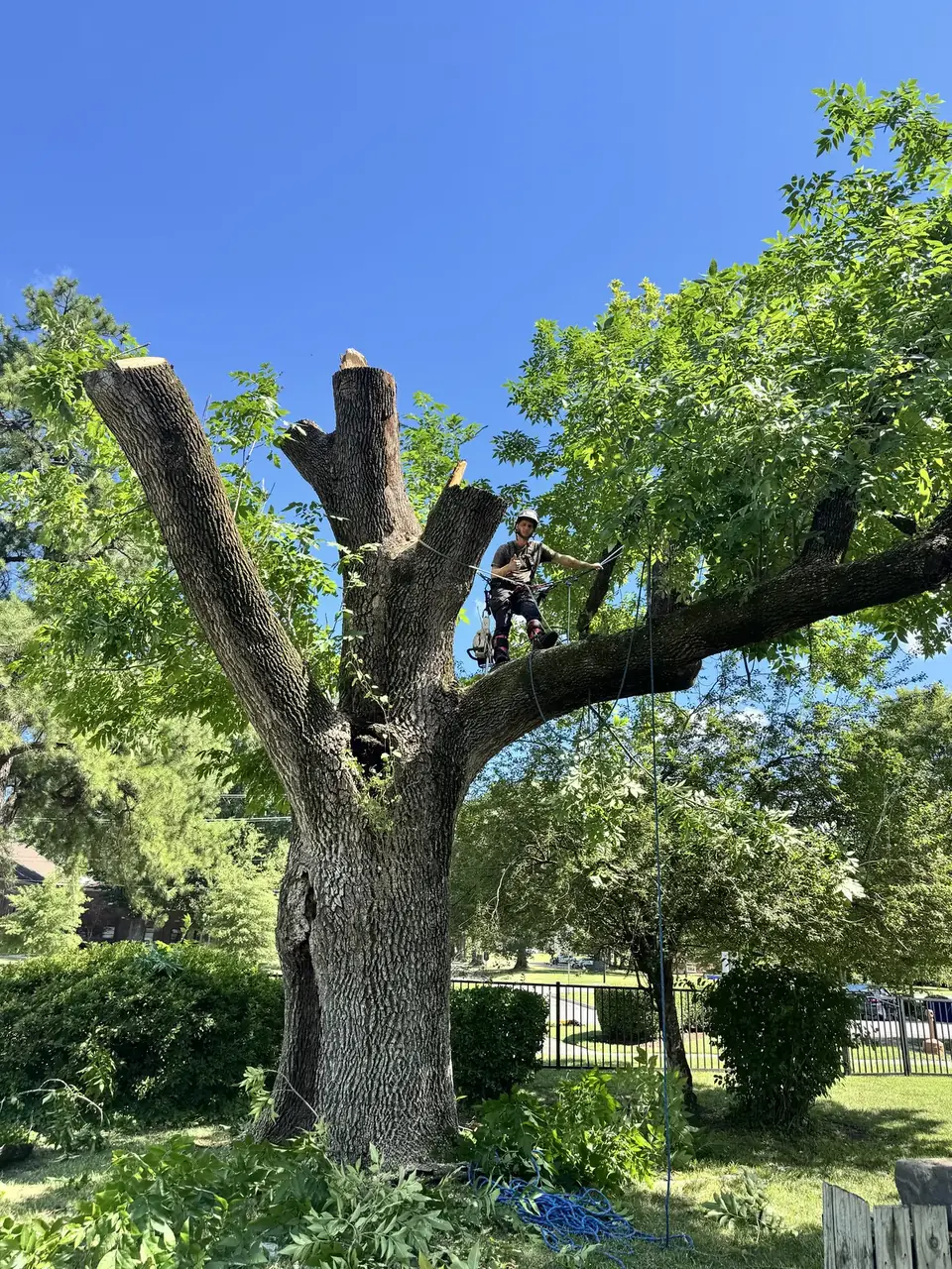 Art-is-Tree LLC arborist safely sectioning a large hardwood tree in Virginia Beach