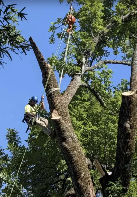Climber and crane removing a large oak in Virginia Beach, VA