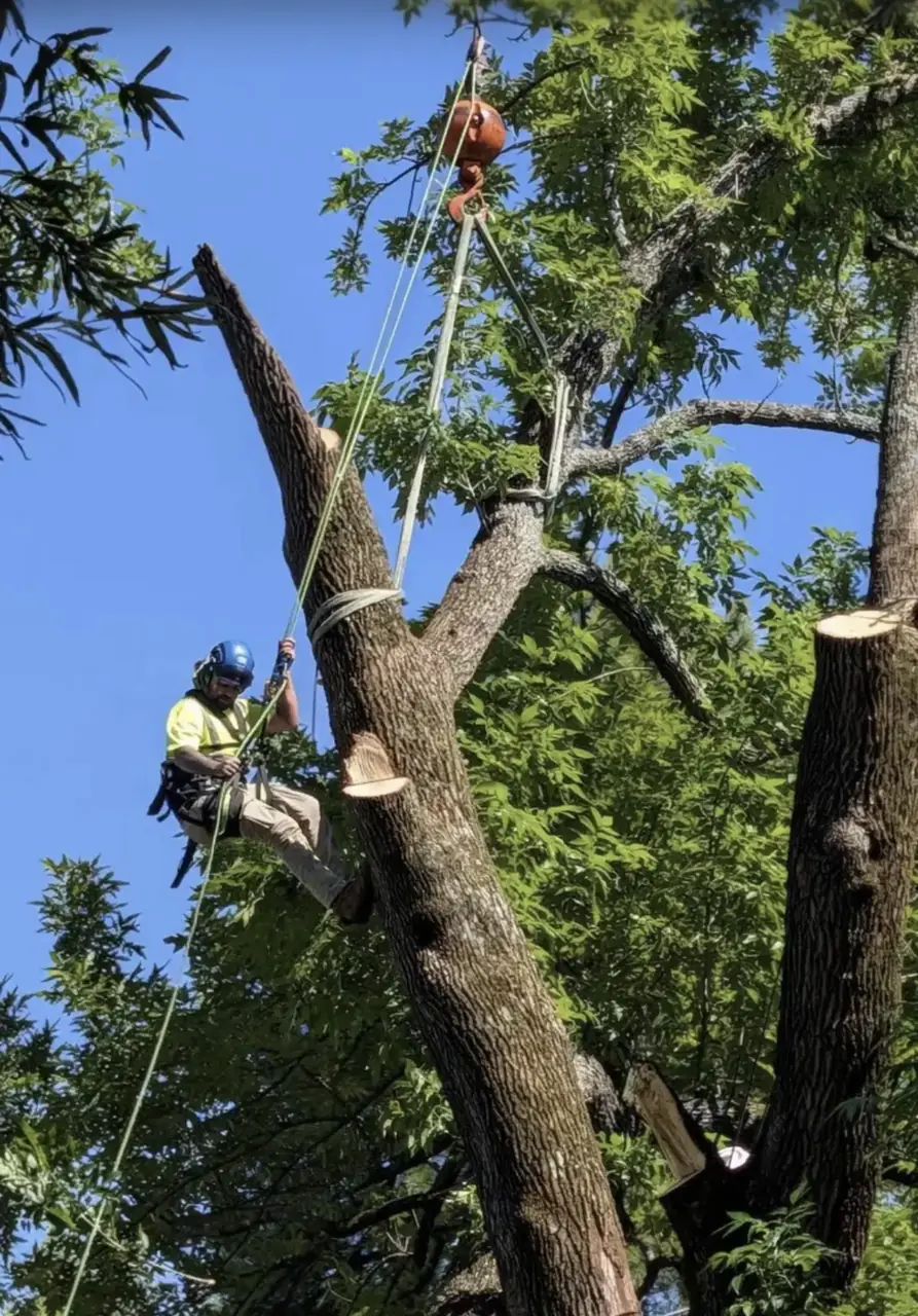 Climber and crane removing a large oak in Virginia Beach, VA