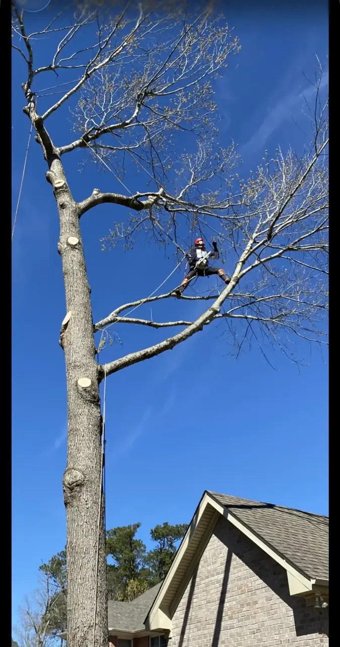 Climber high in a bare tree next to a house in Virginia Beach