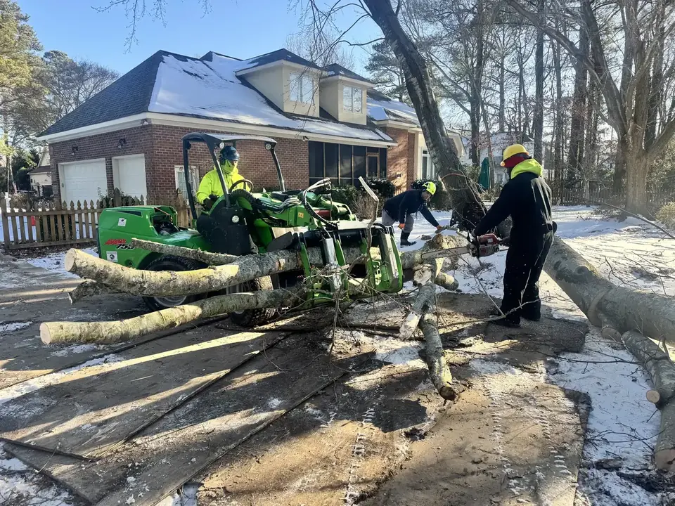 Art-is-Tree LLC crew clearing a storm-downed tree in Virginia Beach